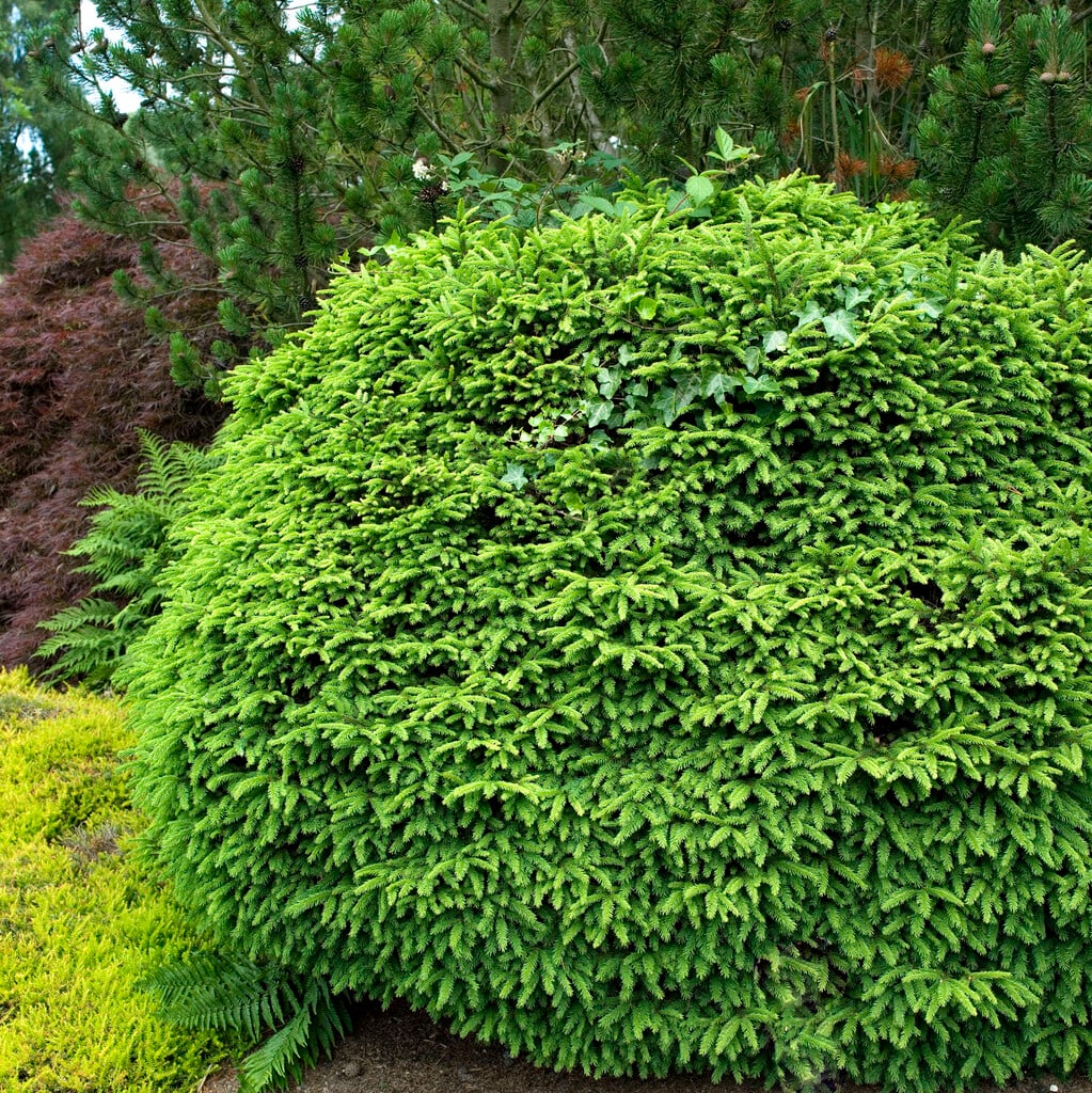 <i>Picea</i> <i>abies</i> 'Pumila Nigra'