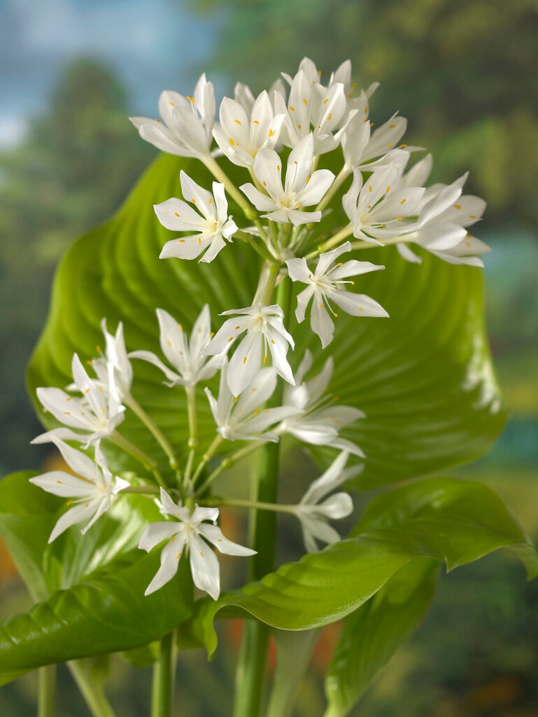amboyna lily
