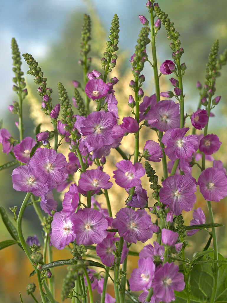 checkerbloom