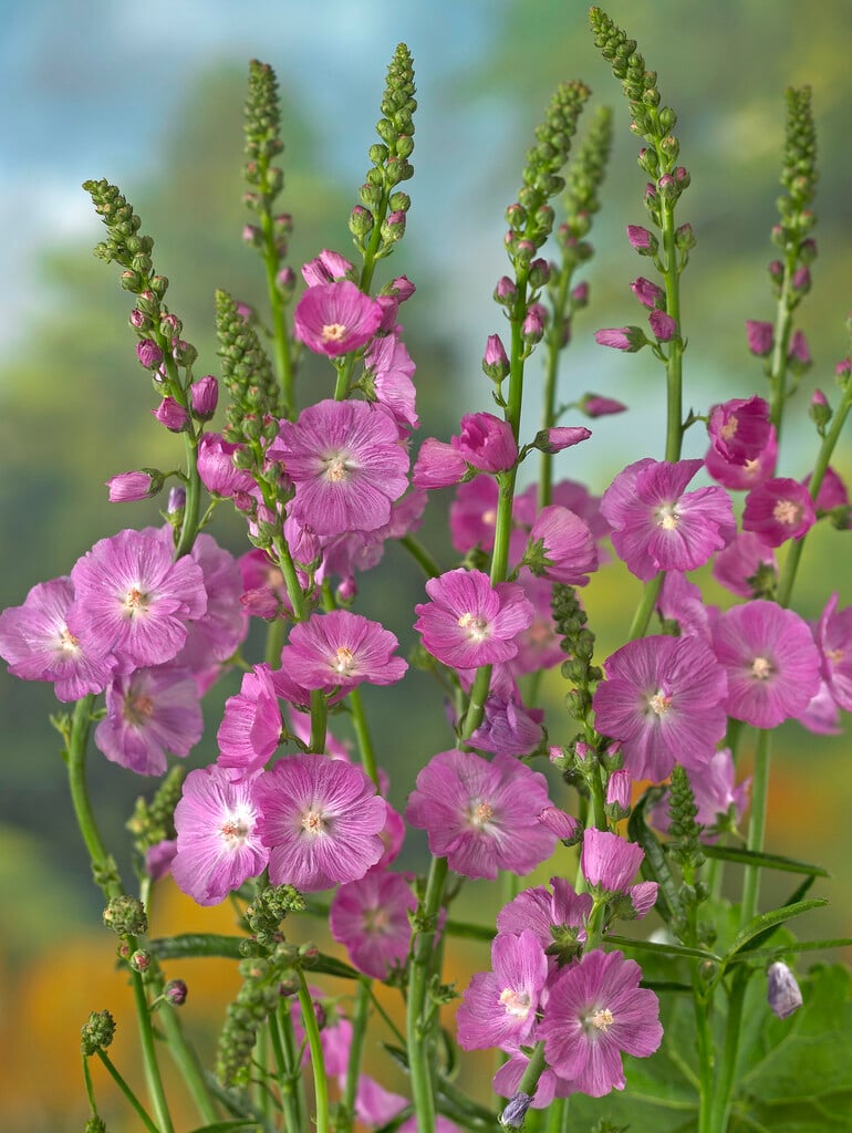 checkerbloom
