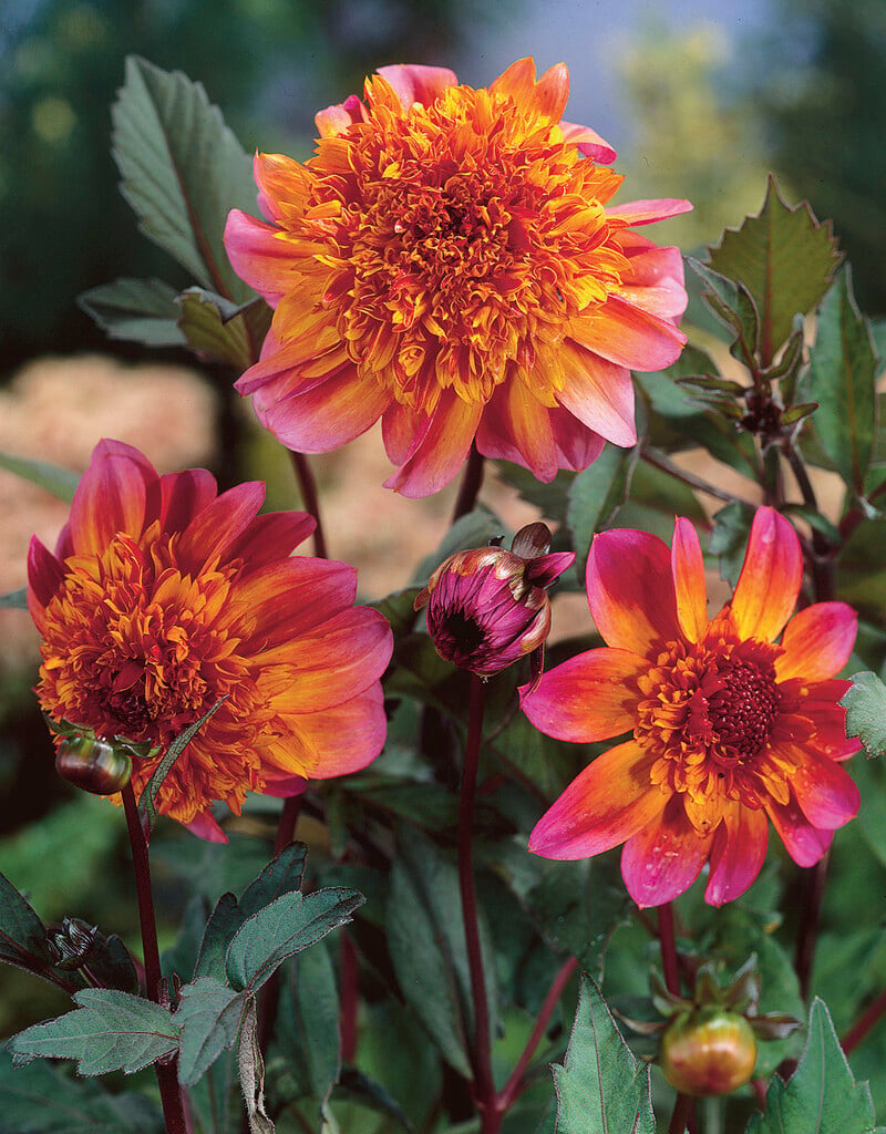 dahlia 'Floorinoor'