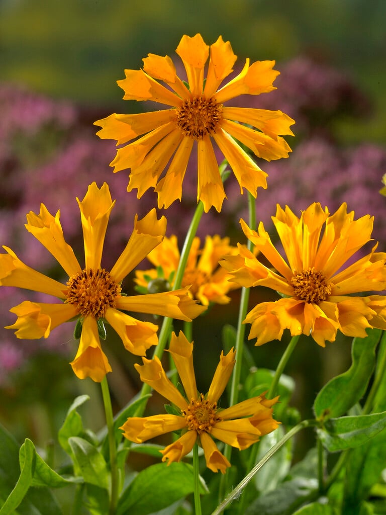 lobed tickseed 'Zamphir'