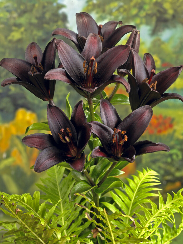 Lilium 'Landini'PBR (Ia/b)|lily 'Landini'/RHS Gardening