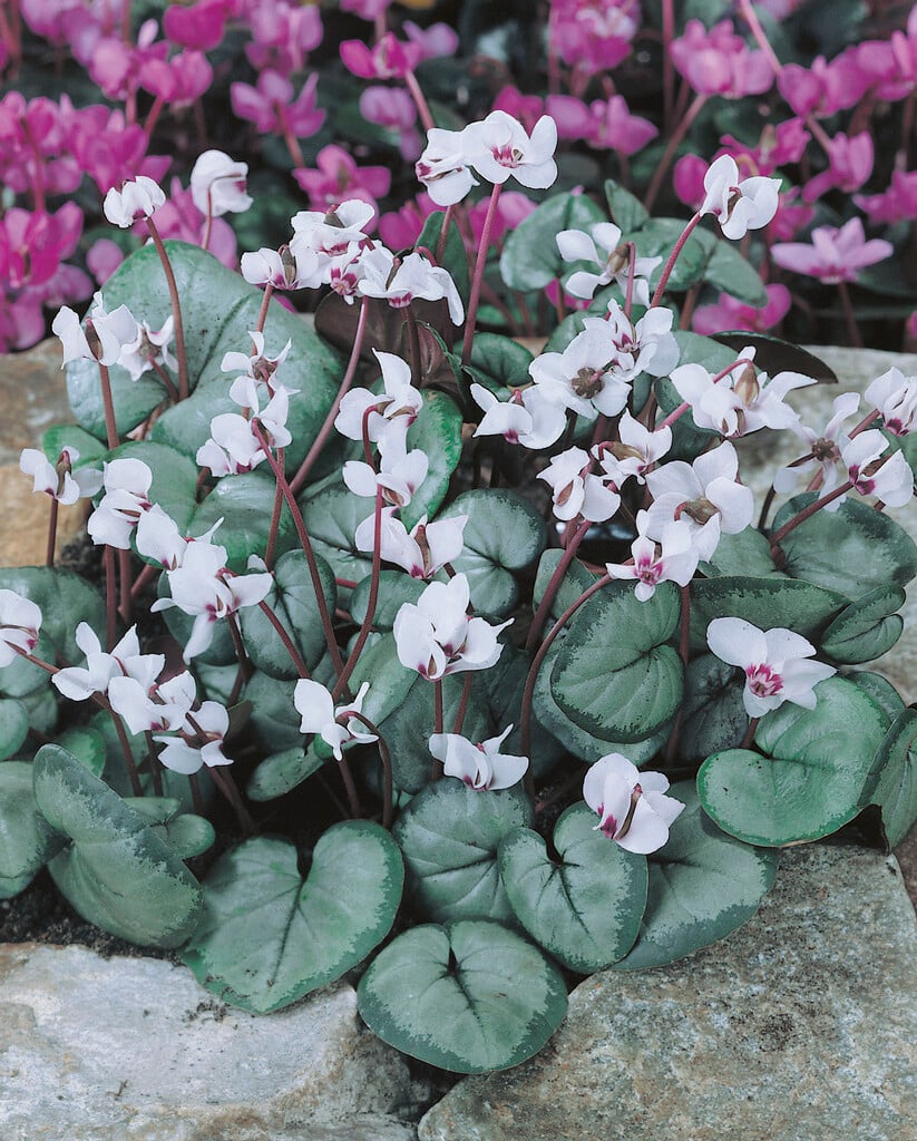 cyclamen 'Album'