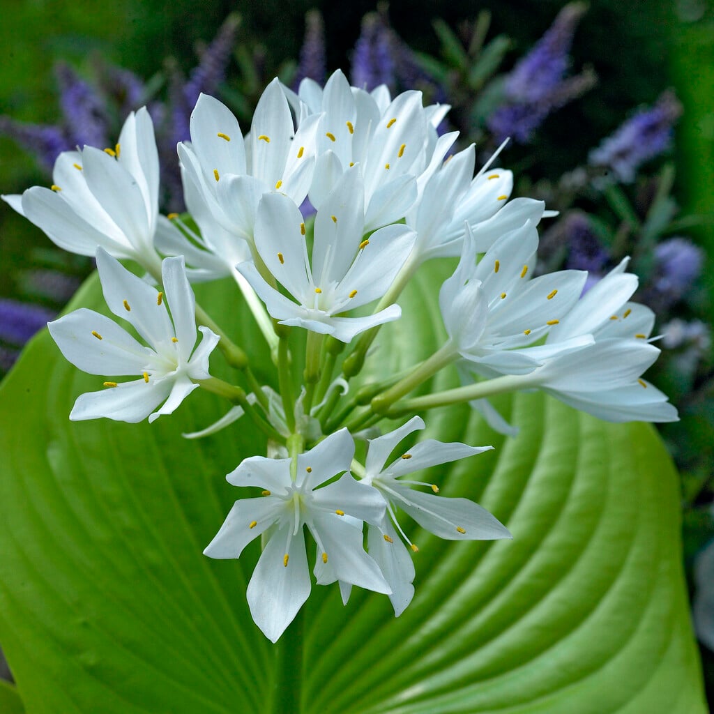 amboyna lily