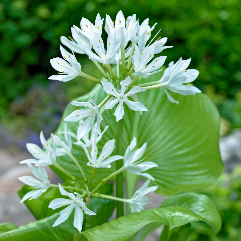 amboyna lily