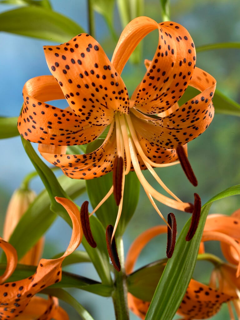 tiger lily