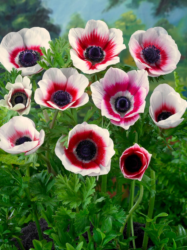 garden anemone 'Bicolor'