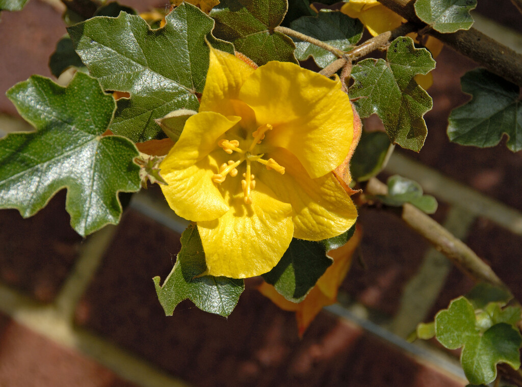 flannel bush 'California Glory'