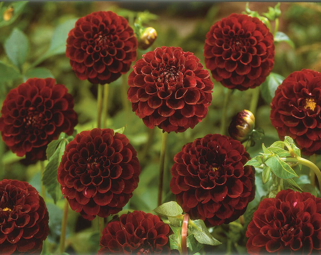dahlia 'Tam Tam'