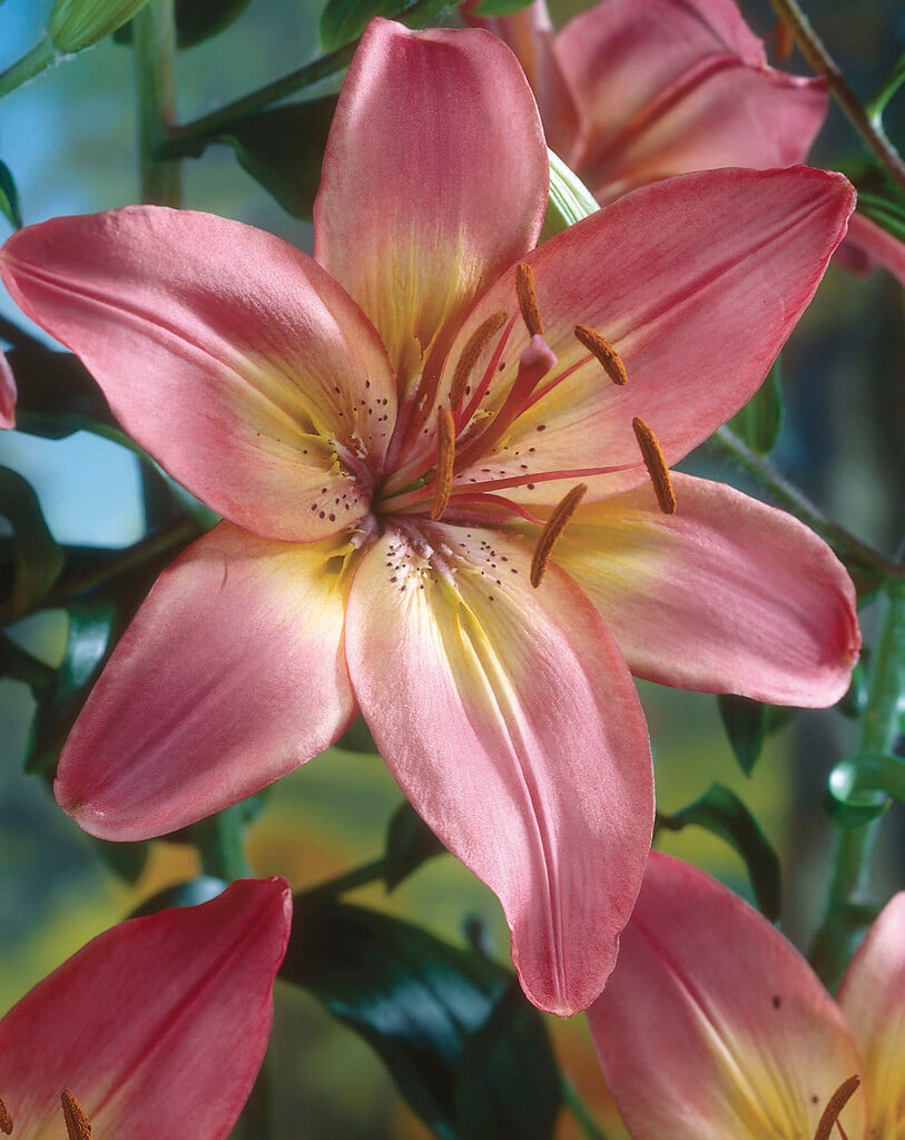lily 'Spark'