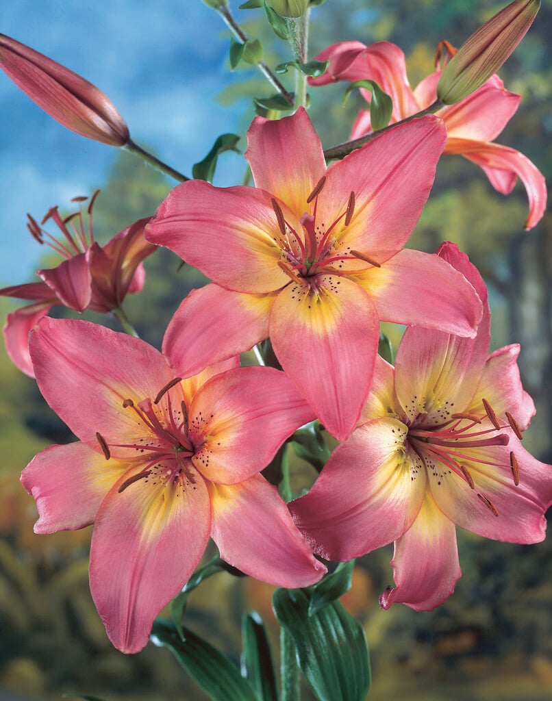 lily 'Spark'