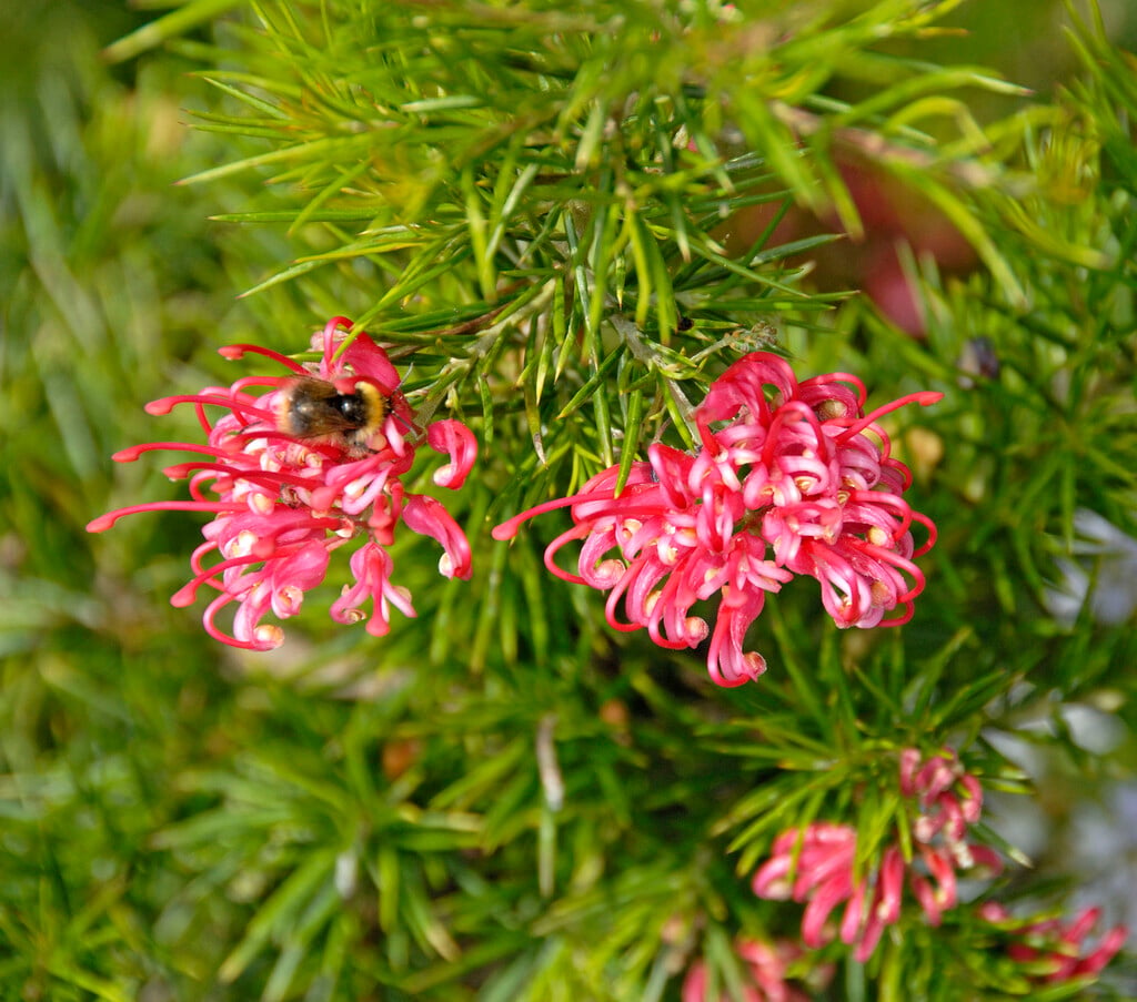 <i>Grevillea</i> <i>banksii</i>