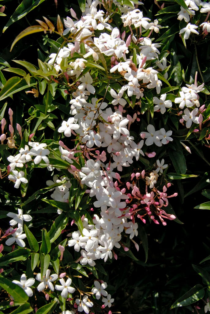 large-flowered jasmine