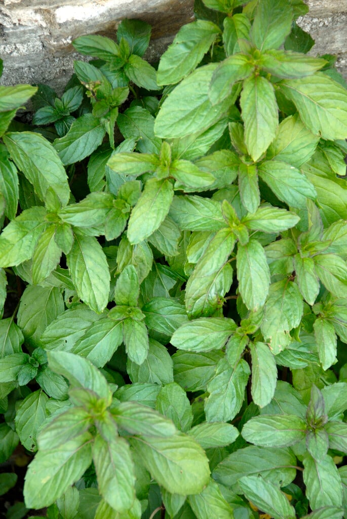 lavender mint