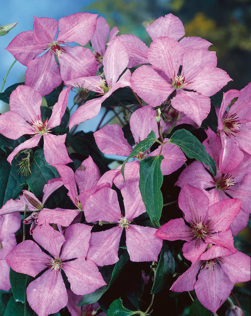 clematis 'Margaret Hunt'