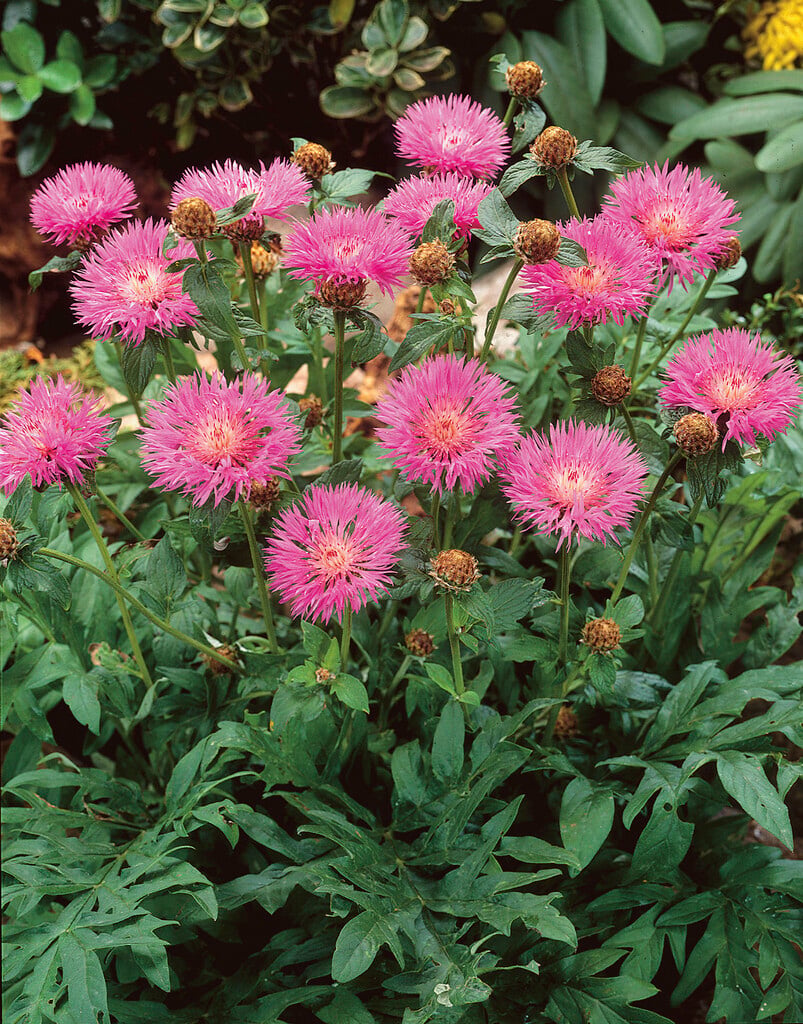 <i>Centaurea</i> <i>hypoleuca</i>