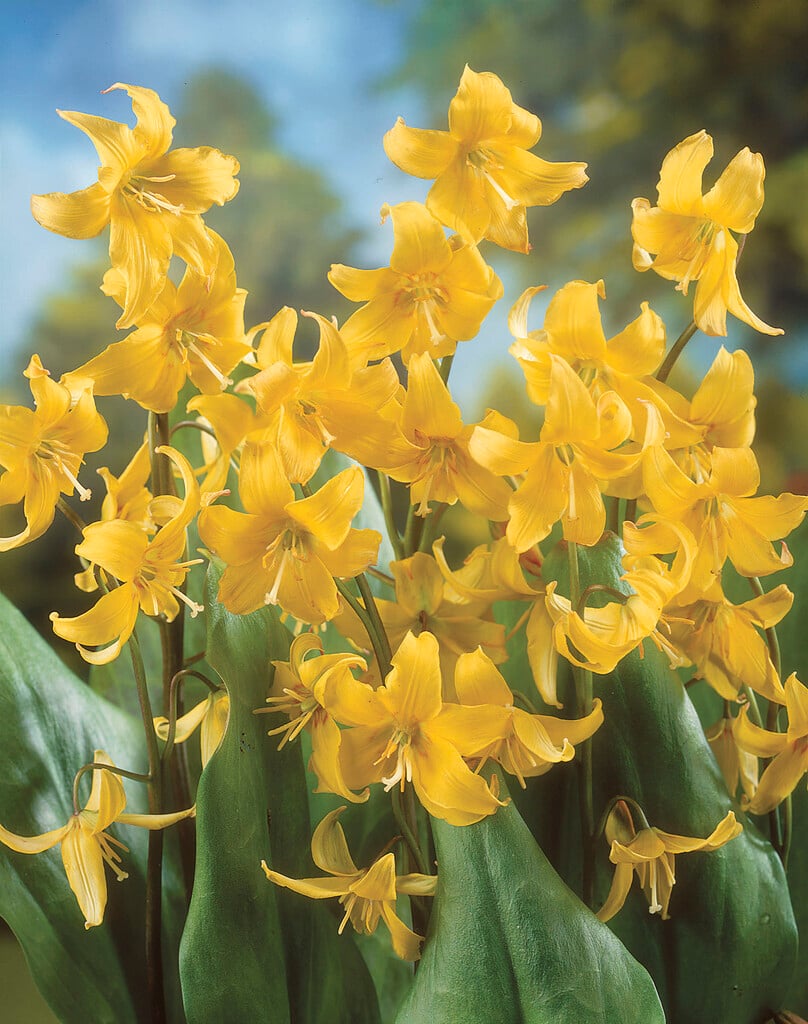 <em>Erythronium</em> 'Citronella'