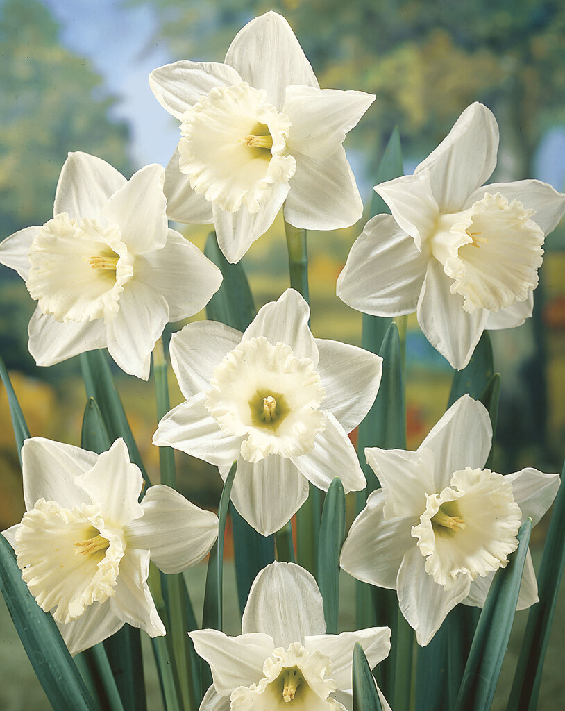 daffodil 'Tibet'