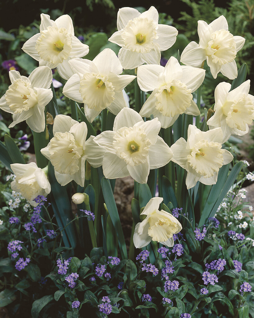 daffodil 'Tibet'