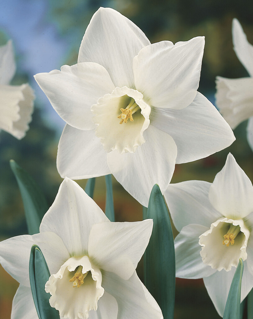 daffodil 'White Plume'
