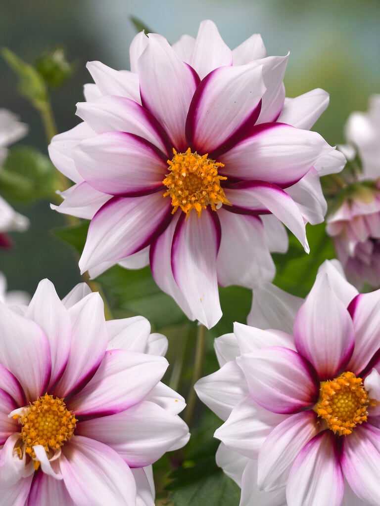 dahlia 'Edge of Joy'