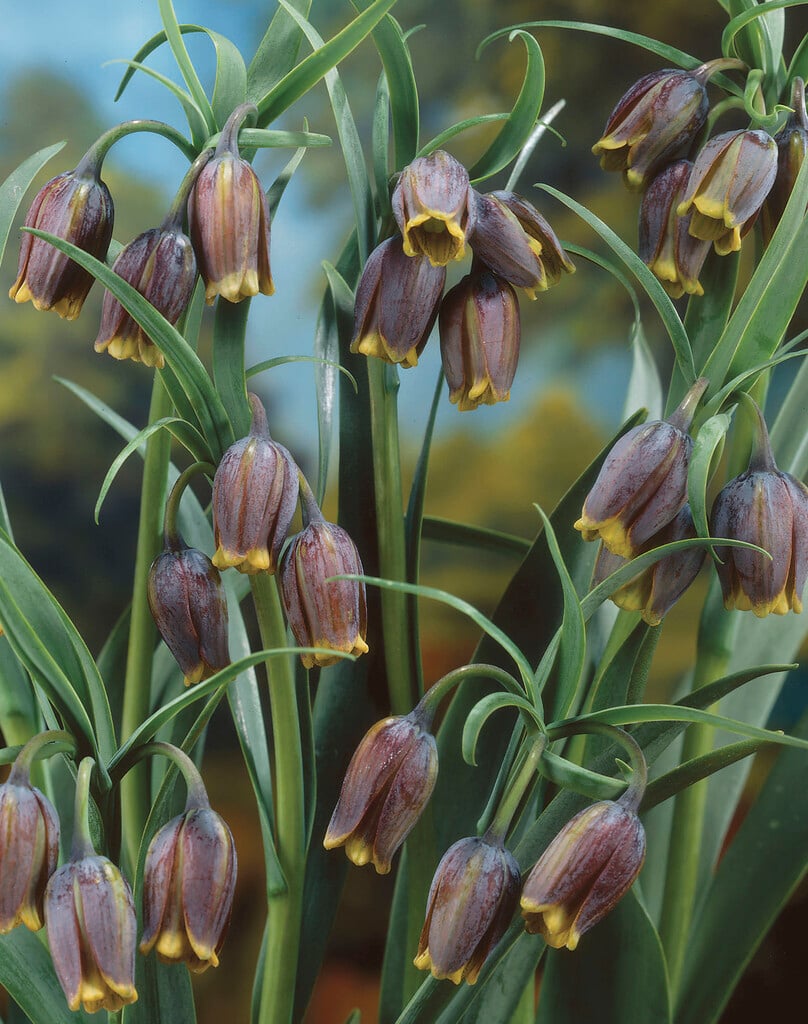Assyrian fritillary