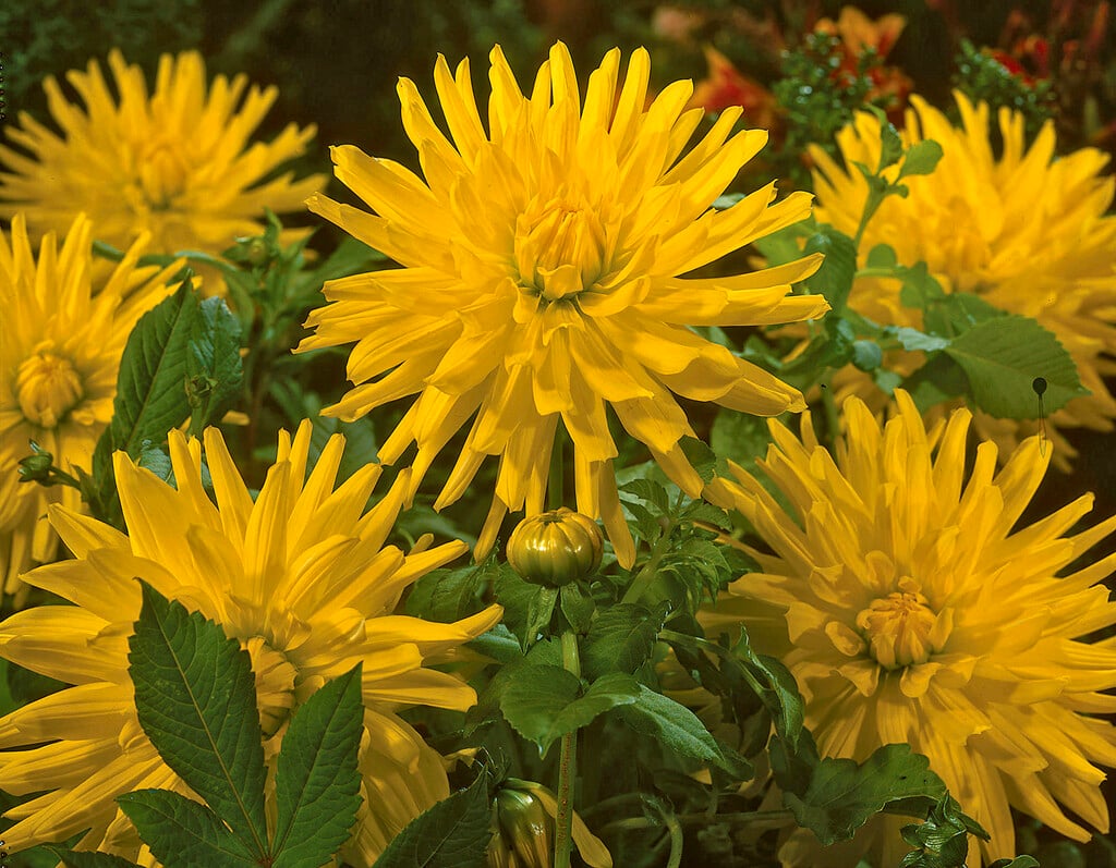dahlia 'Moonglow'