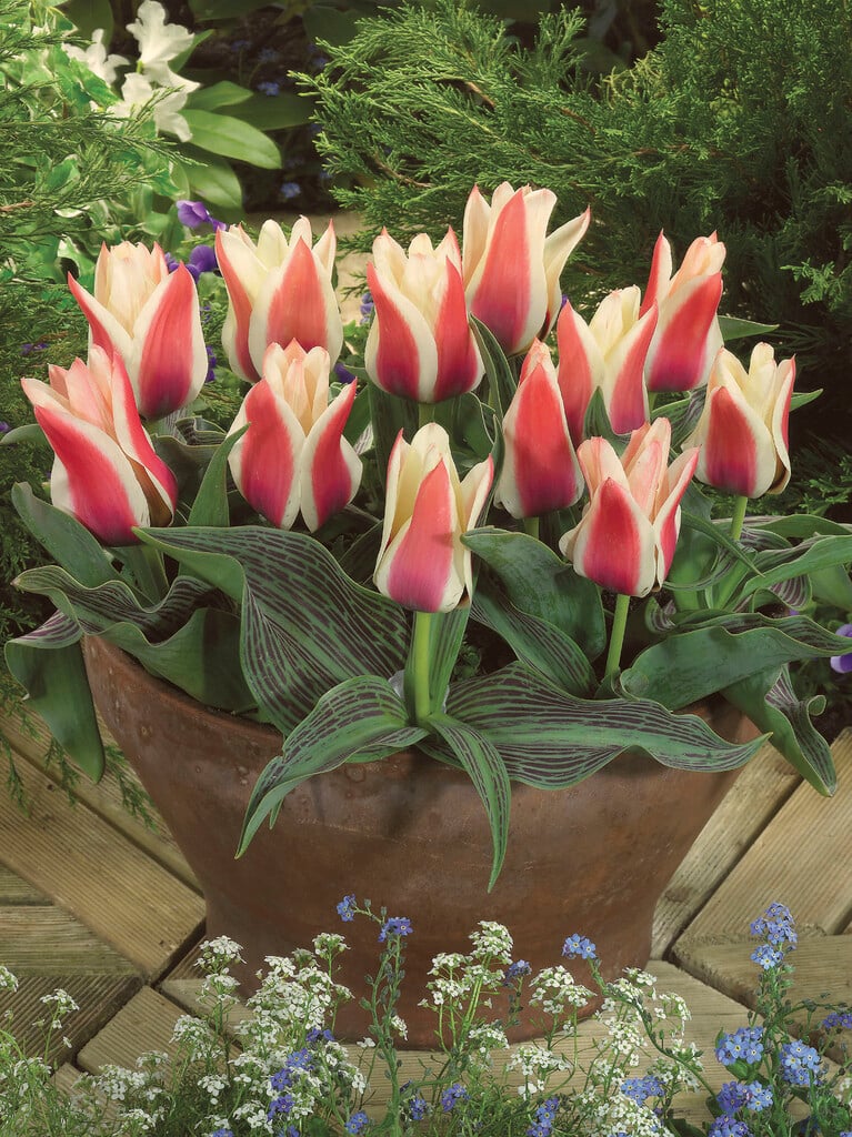 tulip 'Turkish Delight'