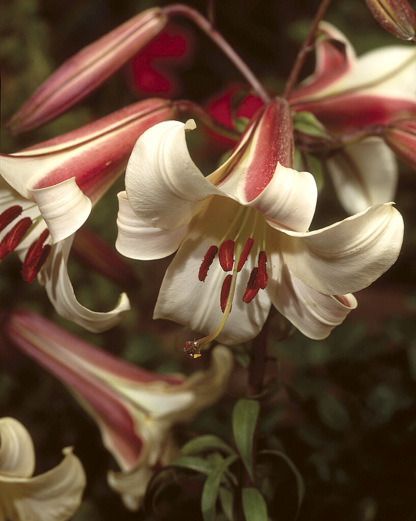 lily 'Black Dragon'