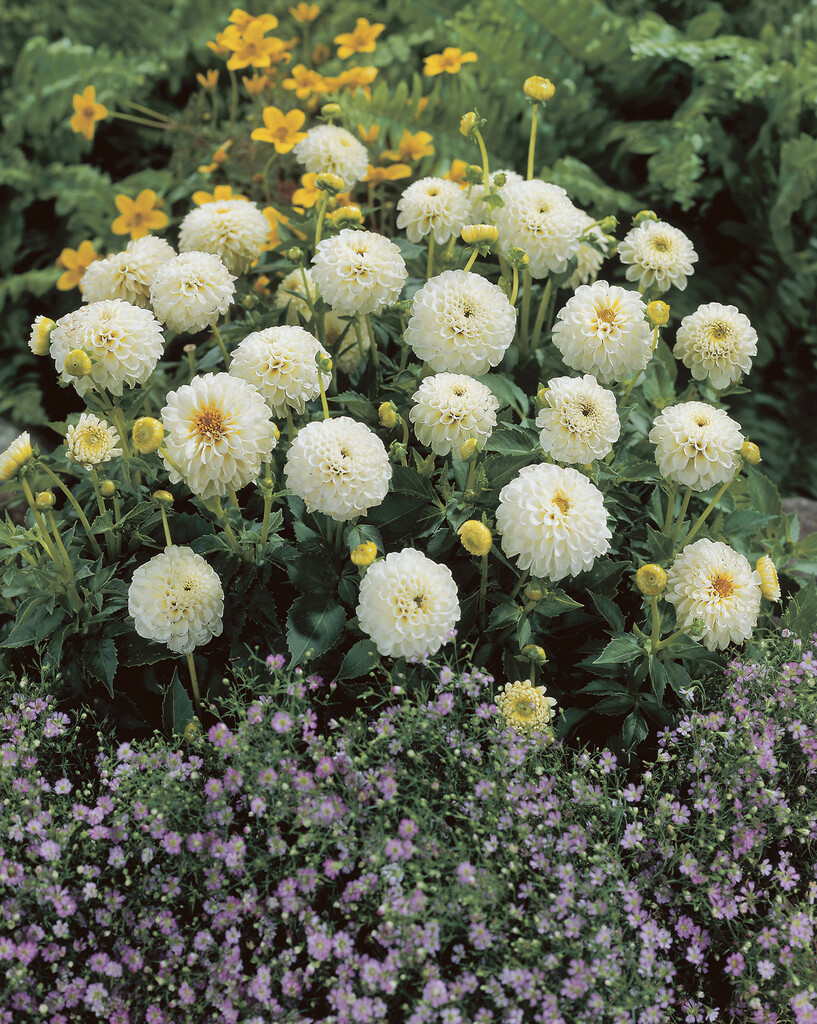 <i>Dahlia</i> 'Jewel White' (D)
