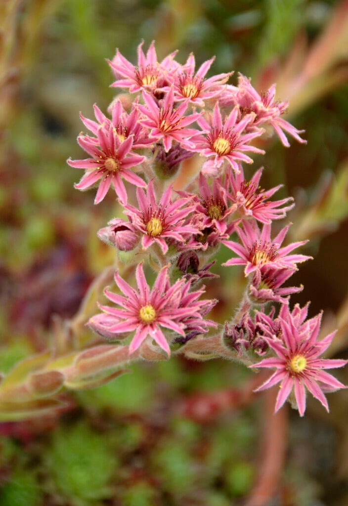 <i>Sempervivum</i> hybrid