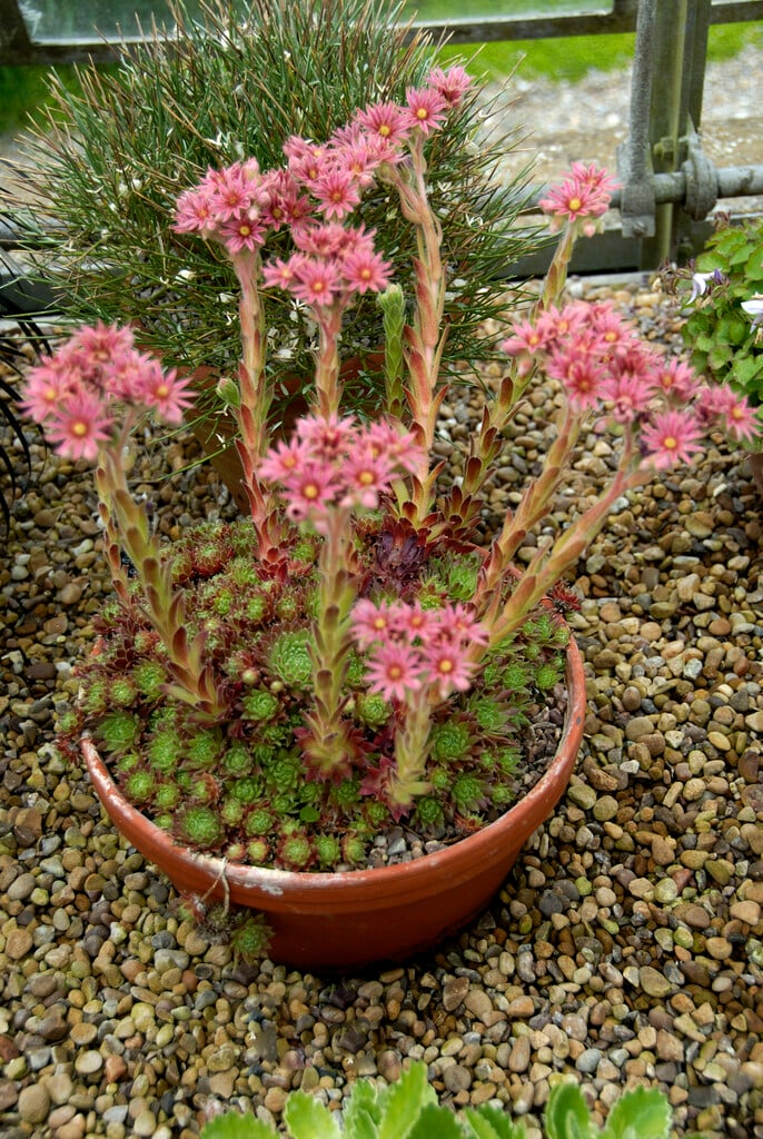 <i>Sempervivum</i> hybrid