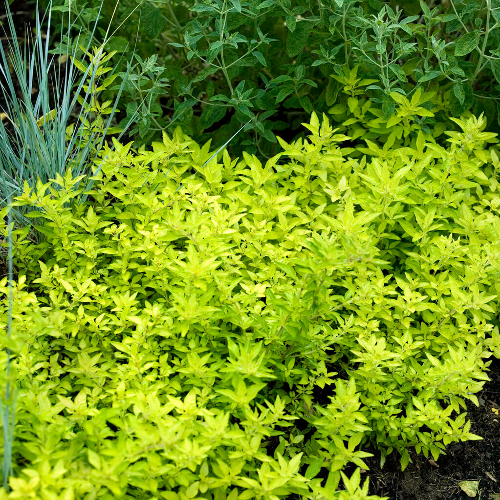 <i>Origanum</i> 'Golden Narrow'