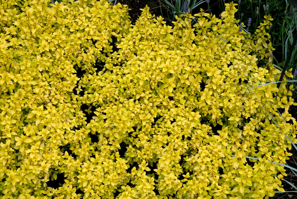 <em>Origanum</em> 'Norton Gold'