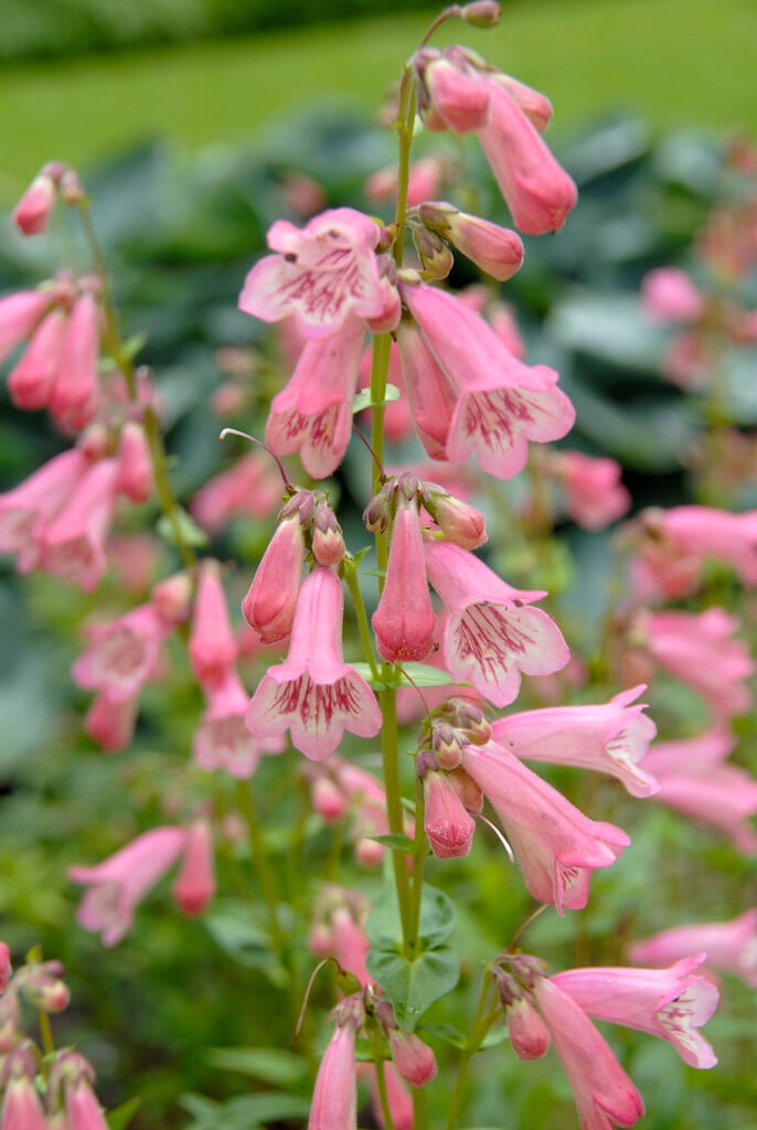 <i>Penstemon</i> 'Macpenny's Pink'