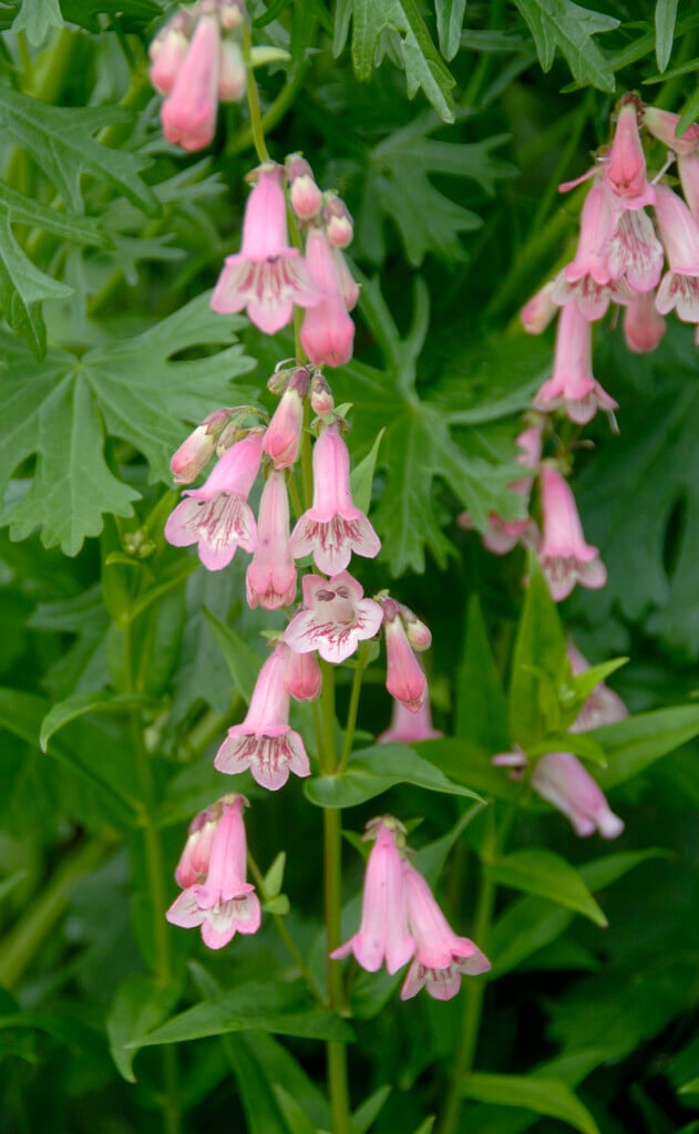 <i>Penstemon</i> 'Macpenny's Pink'