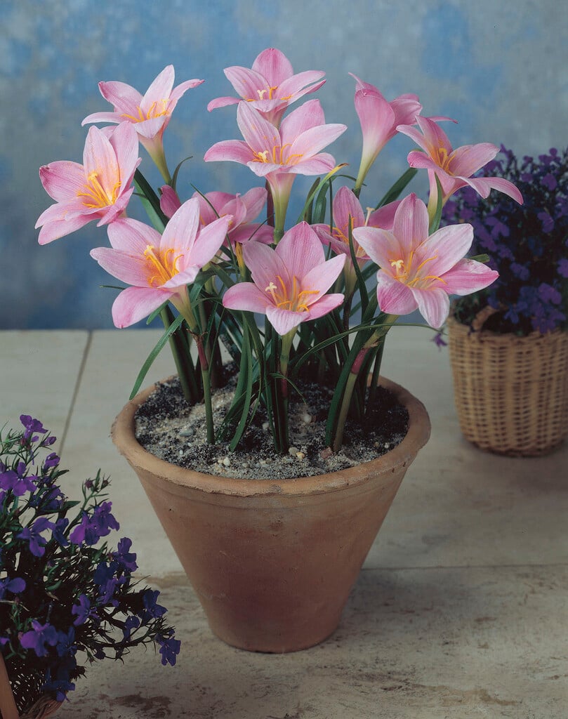 rosy zephyr lily