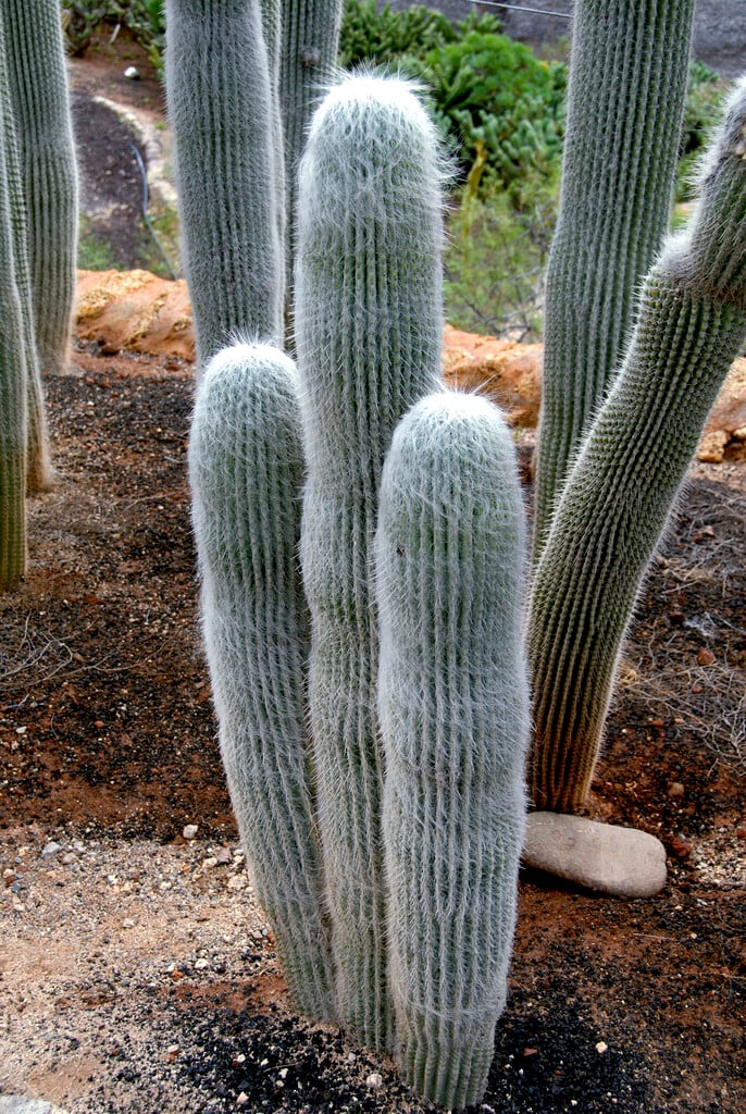 monkey cactus