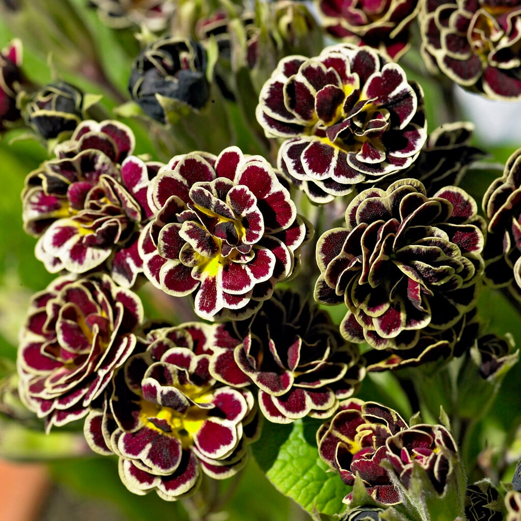 polyanthus 'Elizabeth Killelay'