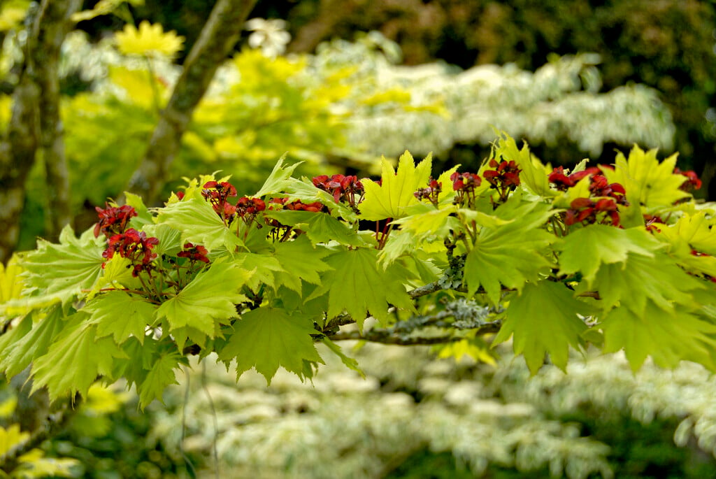 golden full moon maple