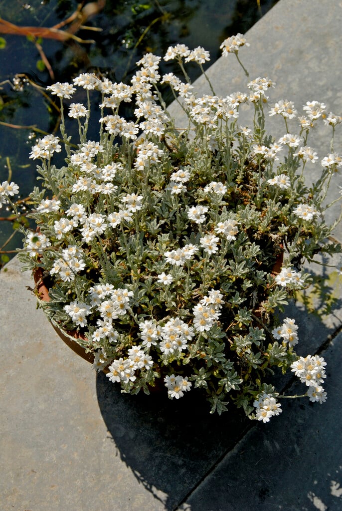 silvery-leaved yarrow