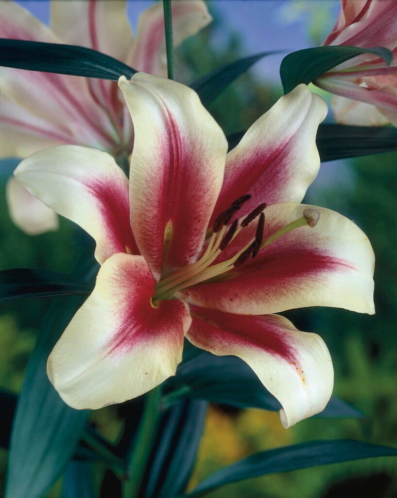 lily 'Sonora'