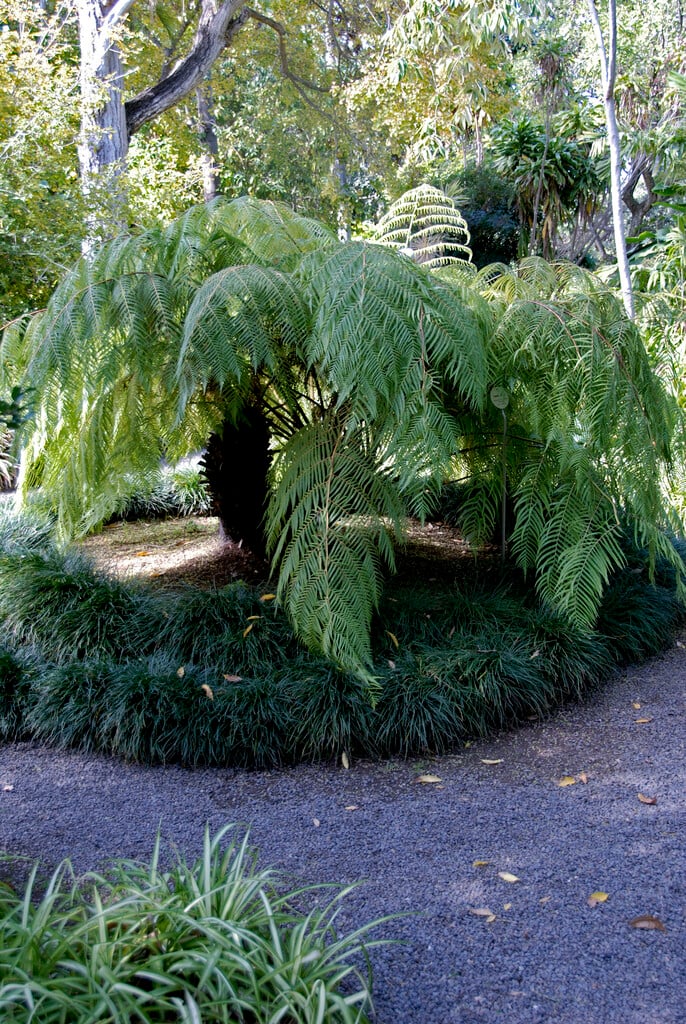 Mexican tree fern