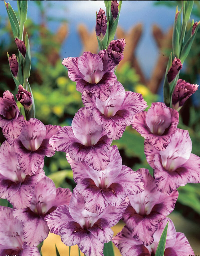 sword lily 'Passos'