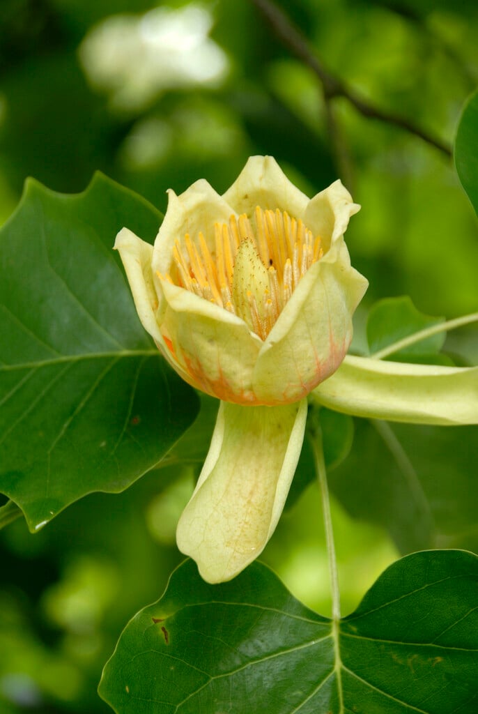 Liriodendron tulipifera|tulip tree/RHS Gardening