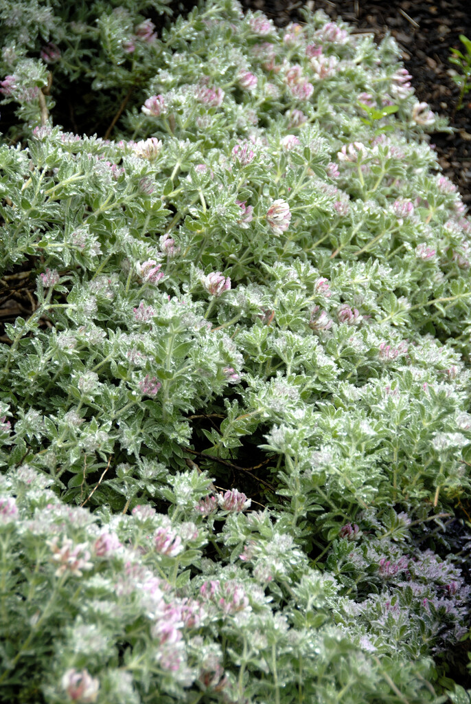 hairy canary clover