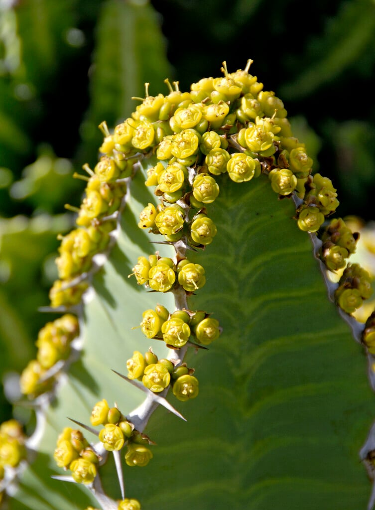<i>Euphorbia</i> <i>cactus</i>