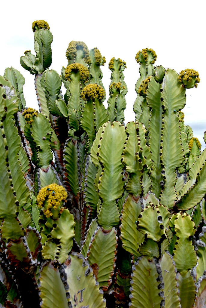 <i>Euphorbia</i> <i>cactus</i>