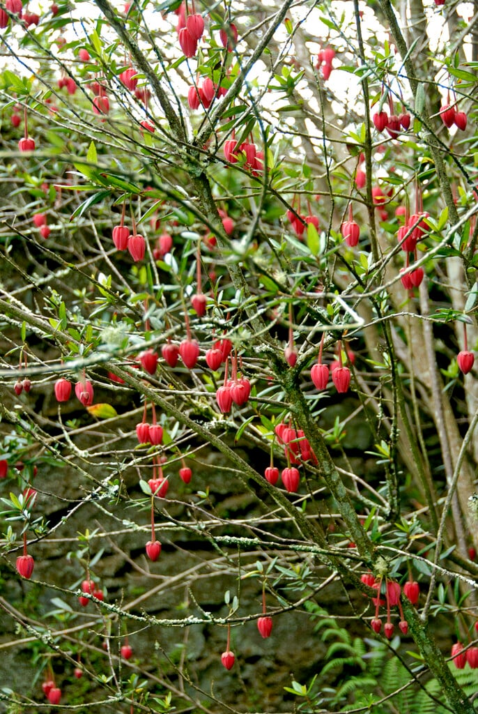 Chile lantern tree
